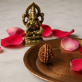 2 Mukhi Rudraksha
