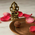 2 Mukhi Rudraksha bead on white marble with rose petals