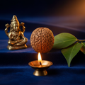 5 Mukhi Rudraksha bead on dark velvet with Shiva idol and bilva leaves